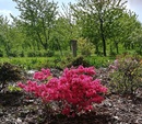  Azalia japońska, różanecznik (Rhododendron molle (Blume) 